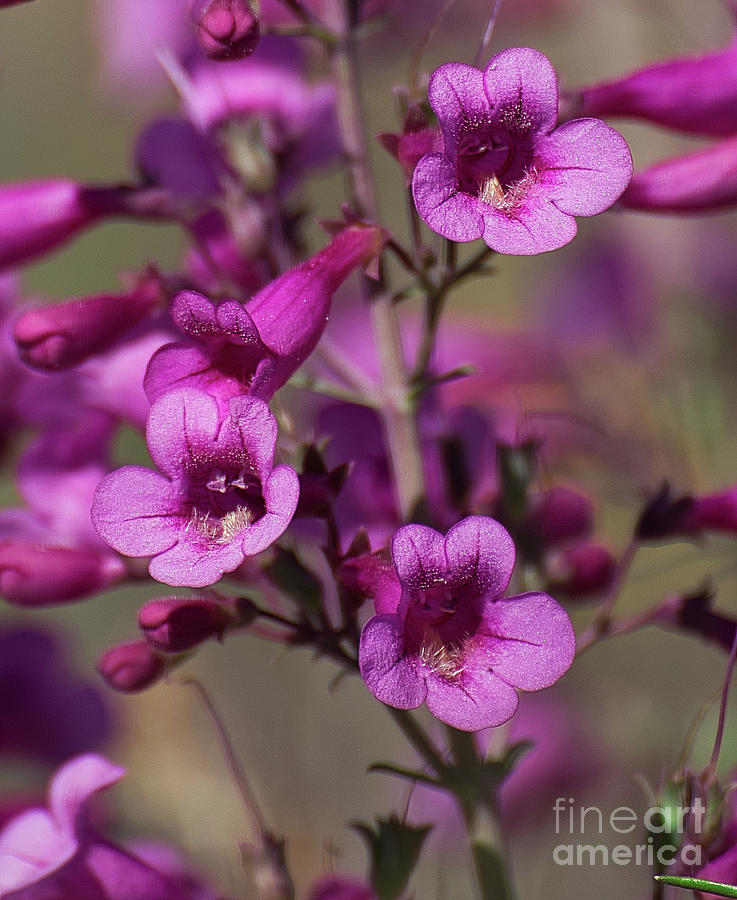 Spring Flowers Photograph - Parrys Penstemon Bell  8b9271L by Stephen Parker