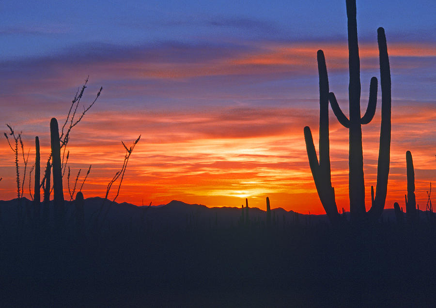 Arizona desert sunset Photograph by Gary Corbett