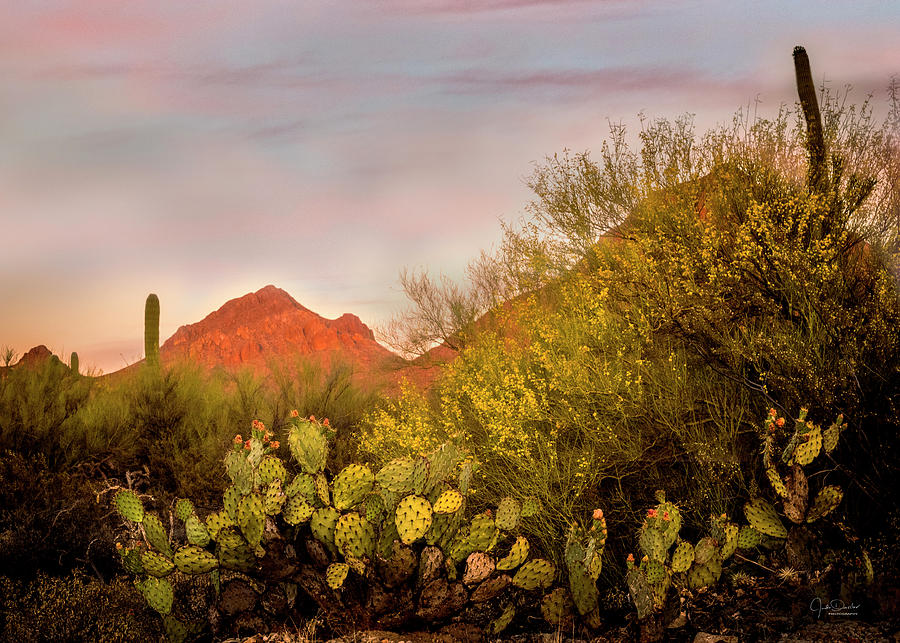 Arizona Desert Sunset Photograph by Judi Dressler