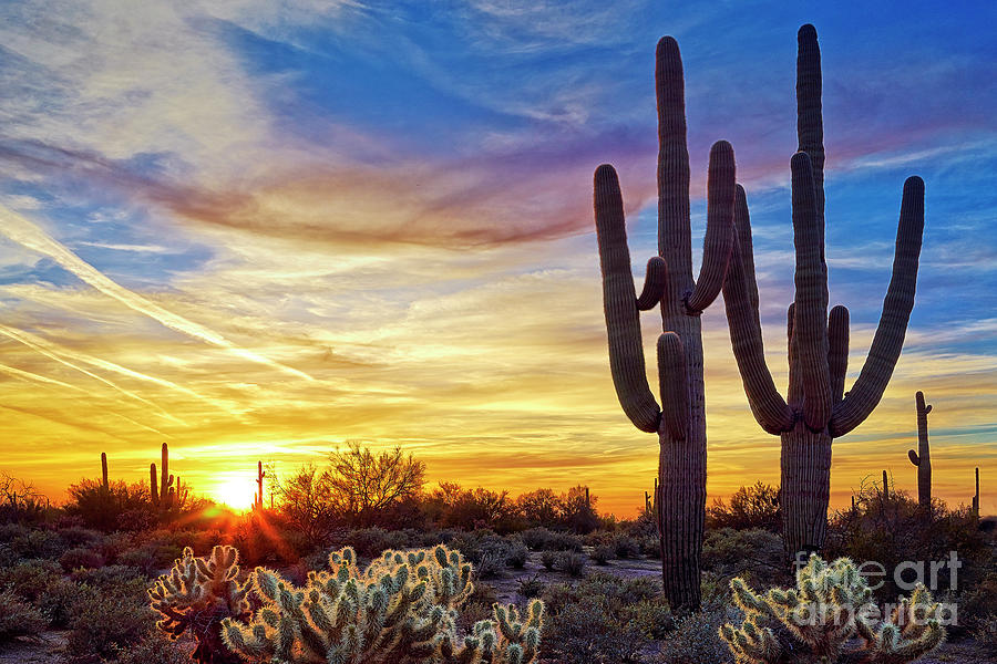 Arizona Desert Sunset Photograph by Matt Suess - Fine Art America