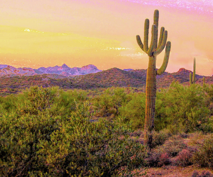 Arizona Desert Photograph by Susan Crossman Buscho