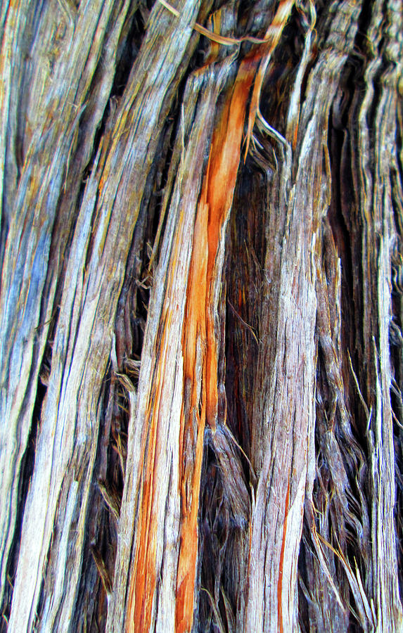 Arizona Desert Tree Texture Photograph by Ilia -