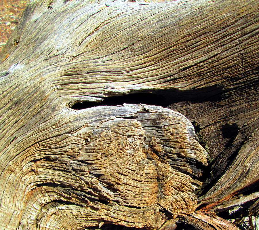 Arizona Desert  Gnarly Tree Texture Photograph by Ilia -