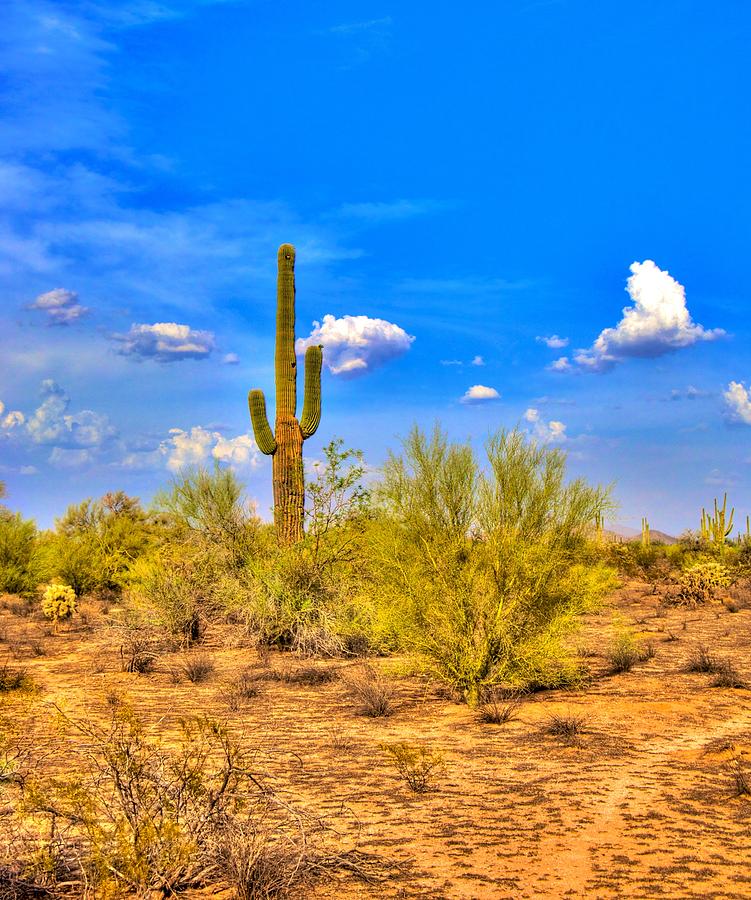Tucson Photograph - Arizona Desert by William Wetmore