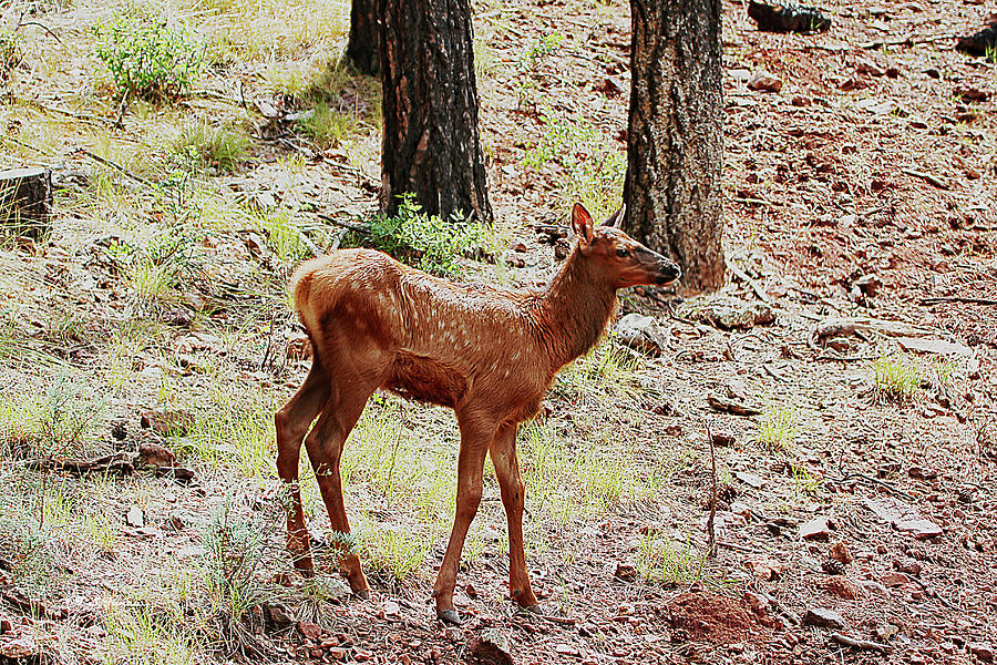 Arizona Elk Calf Under The Rim Digital Art by Tom Janca