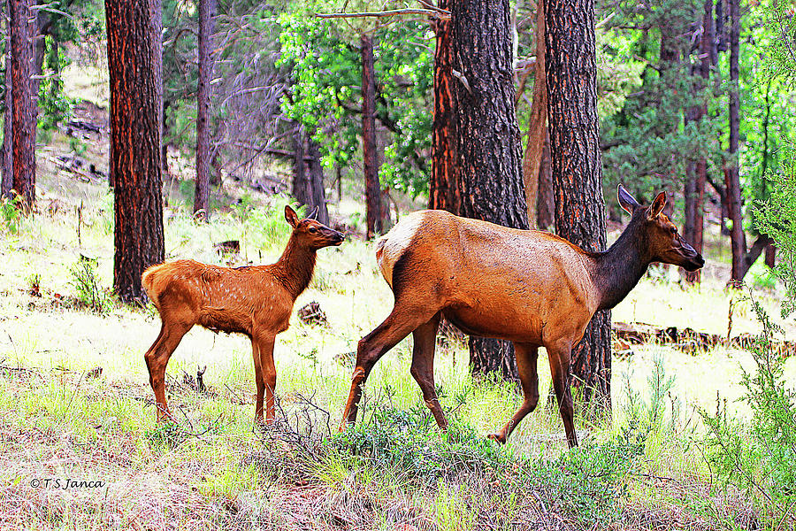 Arizona Elk Cow And Calf Digital Art by Tom Janca