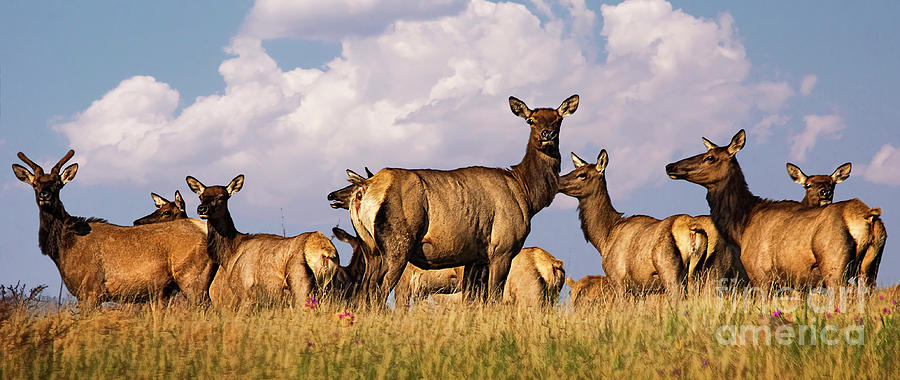 Arizona Elk On the Rise Photograph by Priscilla Burgers