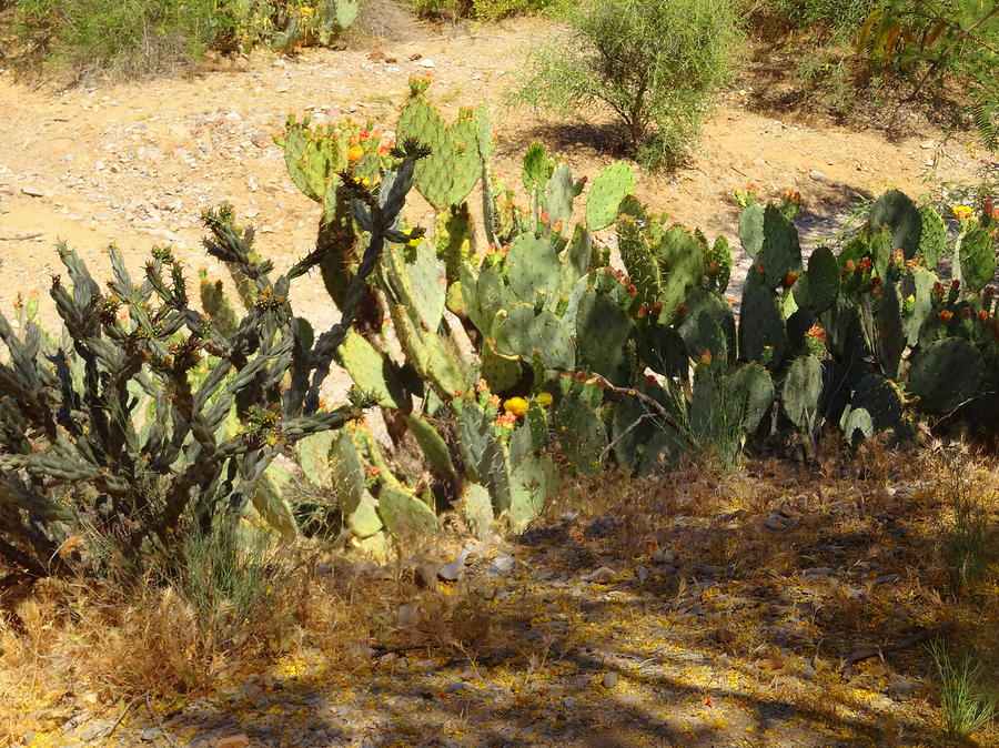 Arizona Flora Photograph by Susan Lafleur