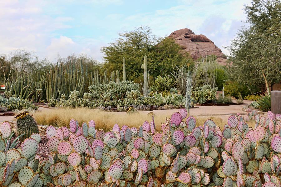 Arizona Garden 1 Photograph by Linda Williams Fine Art - Fine Art America