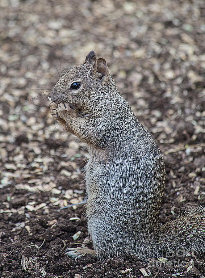 Squirrel Photograph - Arizona Gray Squirrel by Elisabeth Lucas