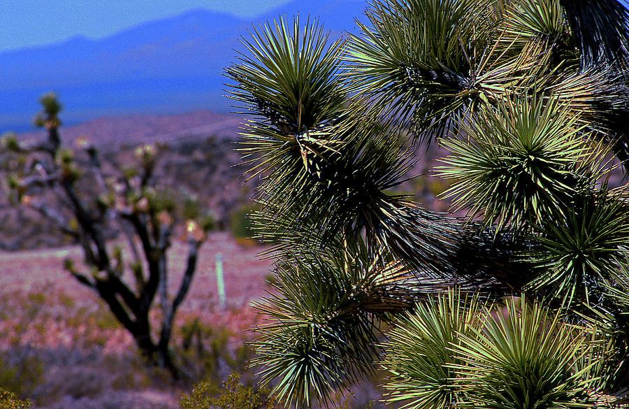 Arizona Greenery Photograph by Mike Flynn