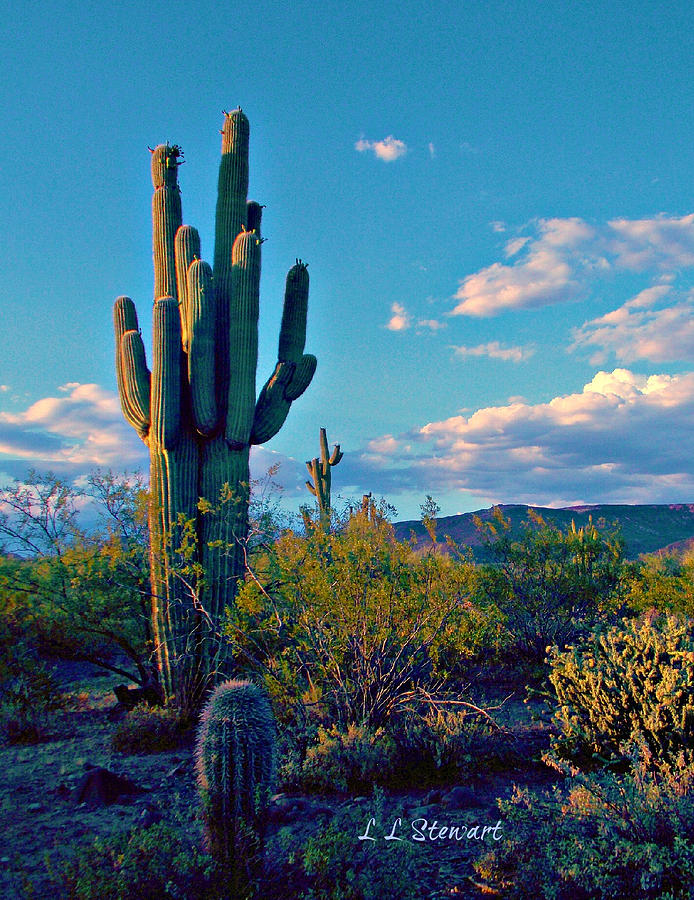 Arizona Home Photograph by L L Stewart