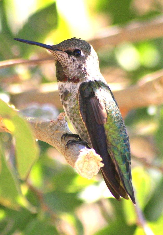 Bird Photograph - Arizona Hummingbird by Christopher J Kirby