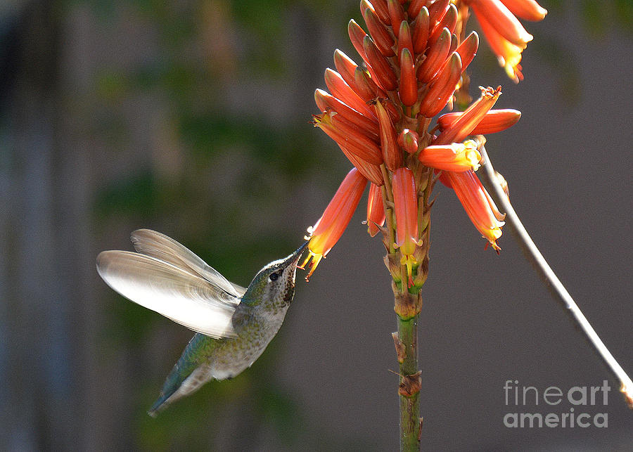 Arizona Hummingbird Drinking Aloe Nectar Photograph by Tatyana Searcy