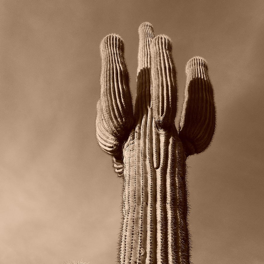 Arizona Icon Photograph by Bill Tomsa