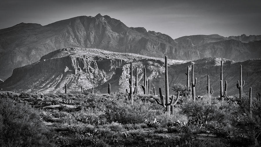 Arizona Desert in Monochrome  Photograph by Saija Lehtonen