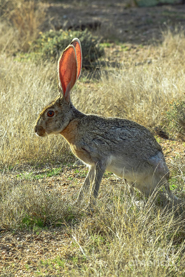 Arizona Jackrabbit Photograph by Charles Norkoli - Fine Art America