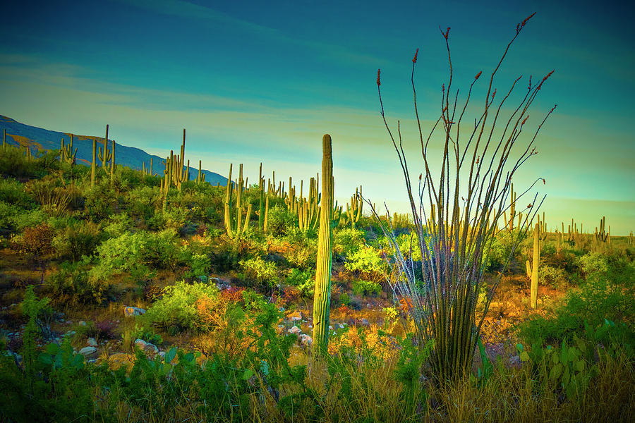 Arizona Landscape Series L9250069 Photograph by Sandra Selle Rodriguez