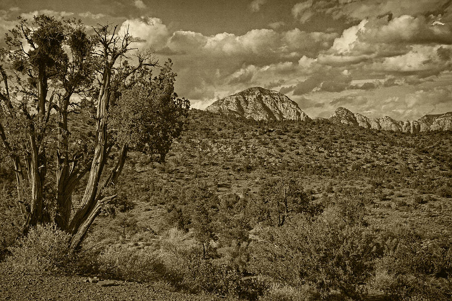 Arizona Landscape Tint Photograph by Theo OConnor
