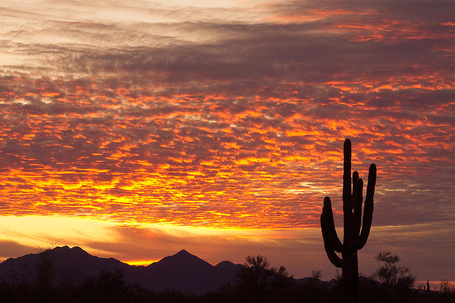 Arizona November Sunrise With Saguaro Photograph