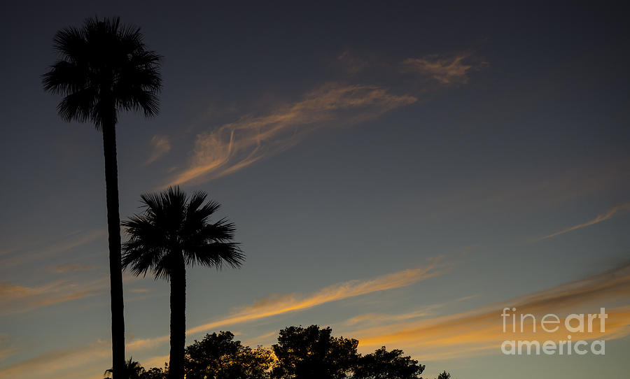 Arizona Palms Photograph by Nick Boren