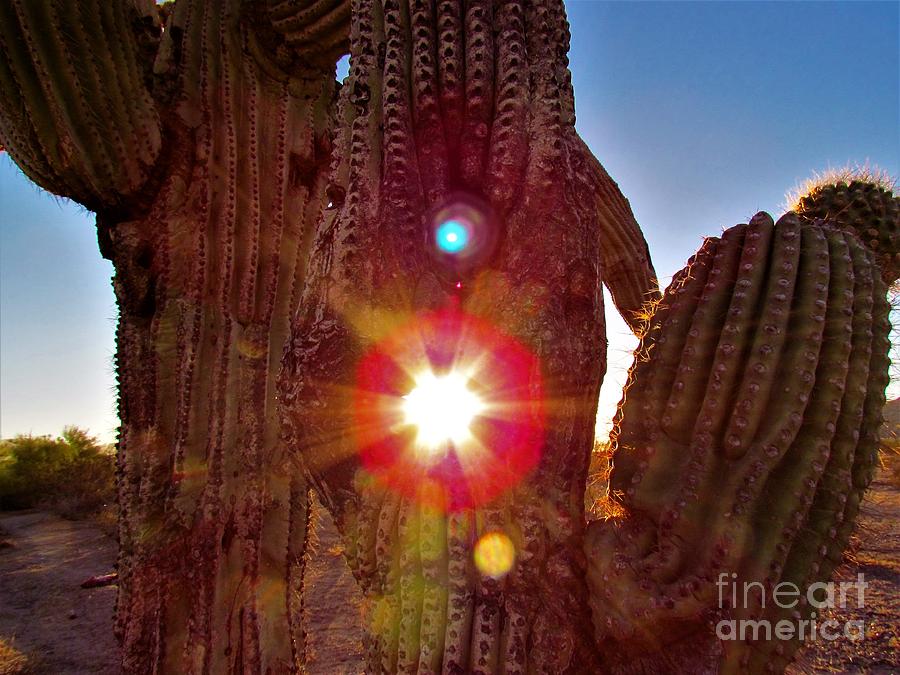 Arizona Prime Cactus Sunset Photograph by Delynn Addams