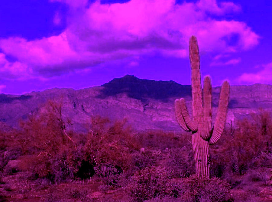 Arizona Purple Haze Photograph