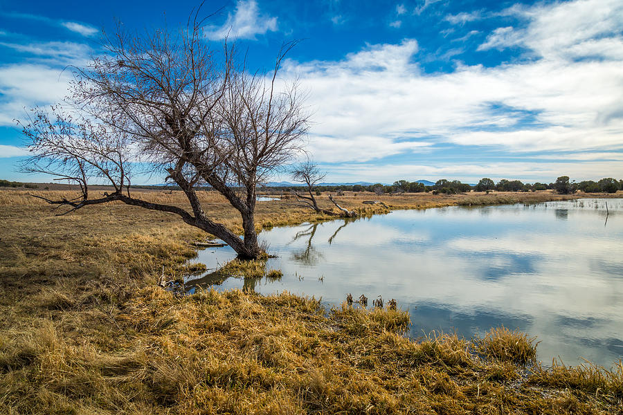 Arizona Riparian Preserve #1 Photograph by Jon Manjeot