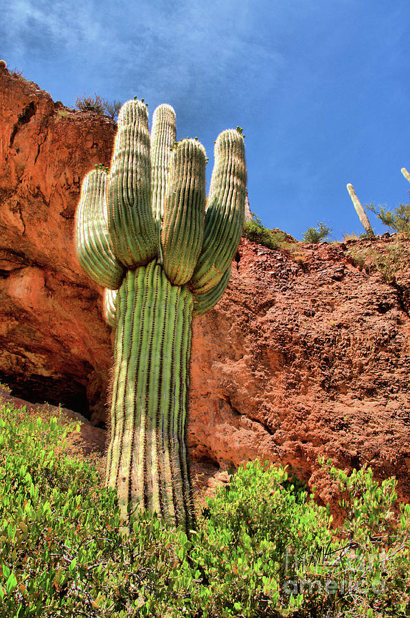 Arizona Saguaro #1 Photograph by Mark Valentine
