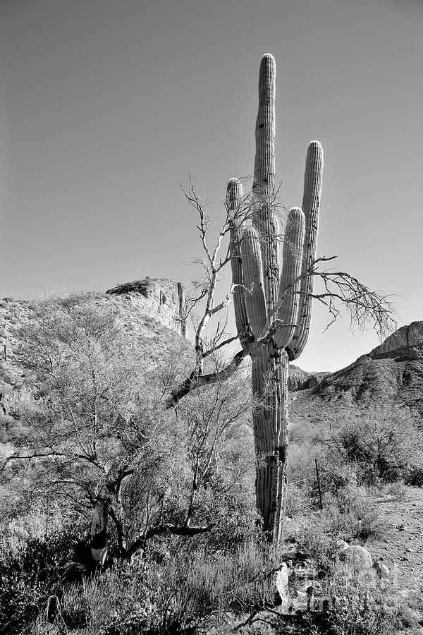 Desert Photograph - Arizona Saguaro by James Jones Desert Photograph - Arizona Saguaro by James Jones