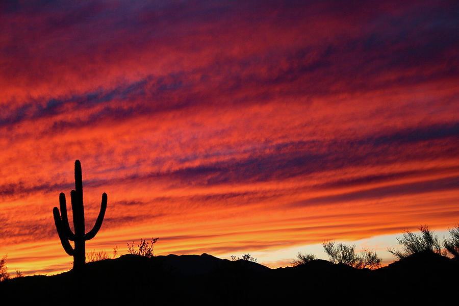 Arizona Saguaro Sunset #05 Digital Art by Tom Janca
