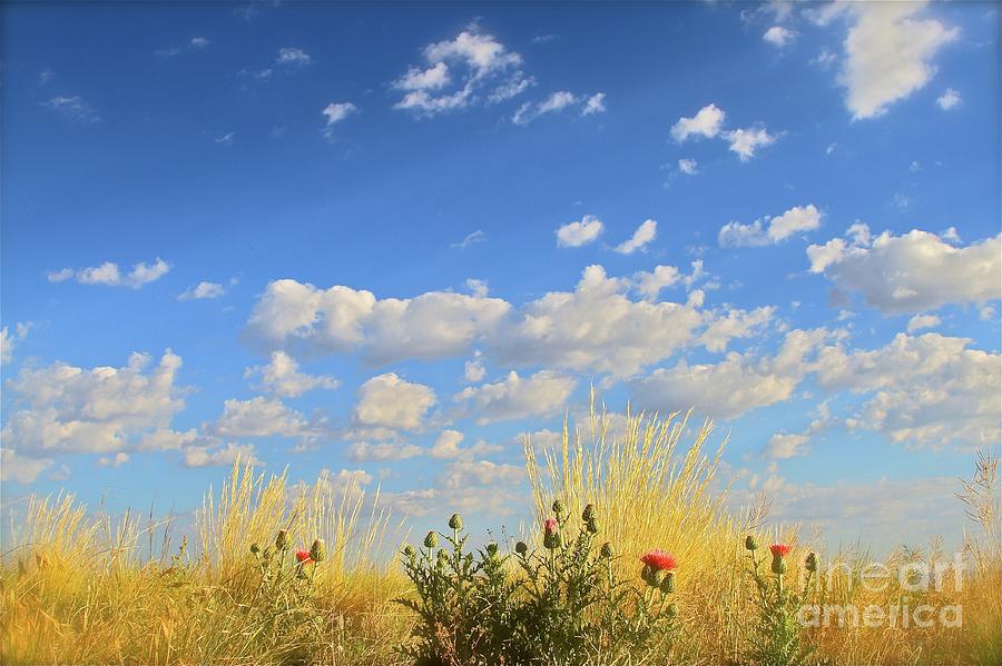 Arizona Sky And Golden Grass Photograph by Gus McCrea