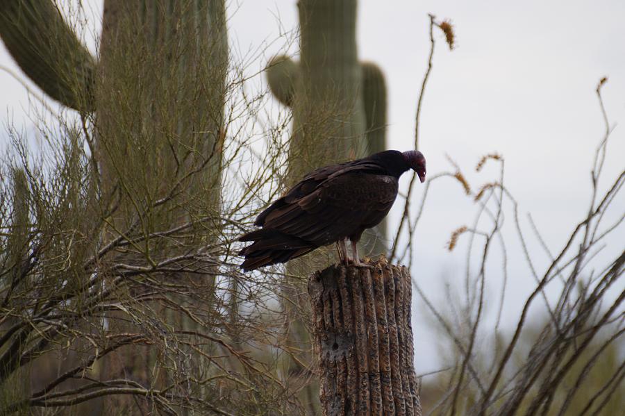 Arizona Sonoran Turkey Vulture Photograph by Dennis Boyd