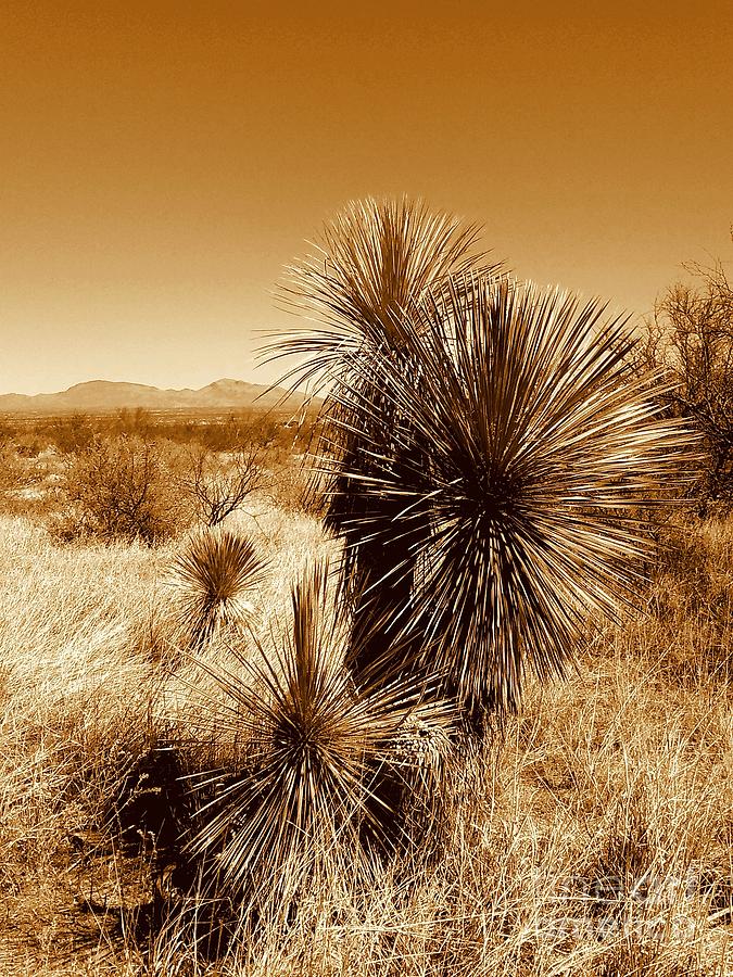 Arizona Southwest Landscape Photograph by Michael Hoard