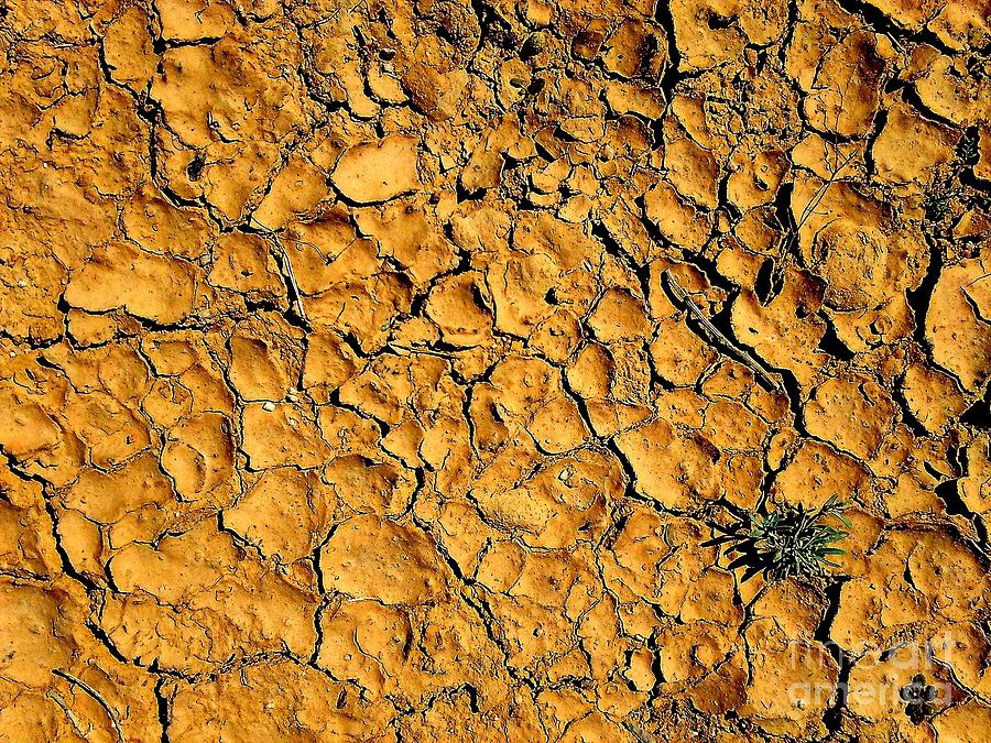 Arizona Southwest Landscape The Drought An Abstract Photograph by Michael Hoard
