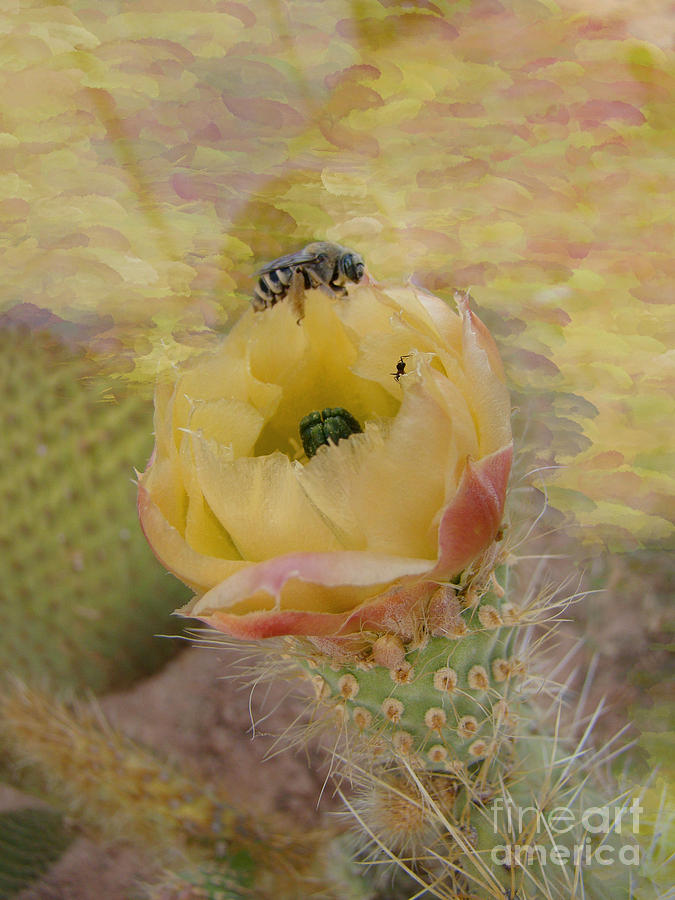 Arizona Spring Beauty Photograph by Beverly Guilliams