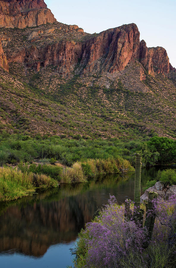 Arizona spring ironwood with Salt River reflections Photograph by Dave Dilli