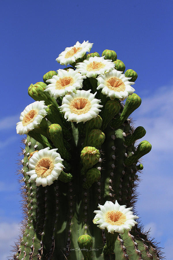 Arizona State Flower The Saguaro Cactus Flower Photograph By Tom Janca 