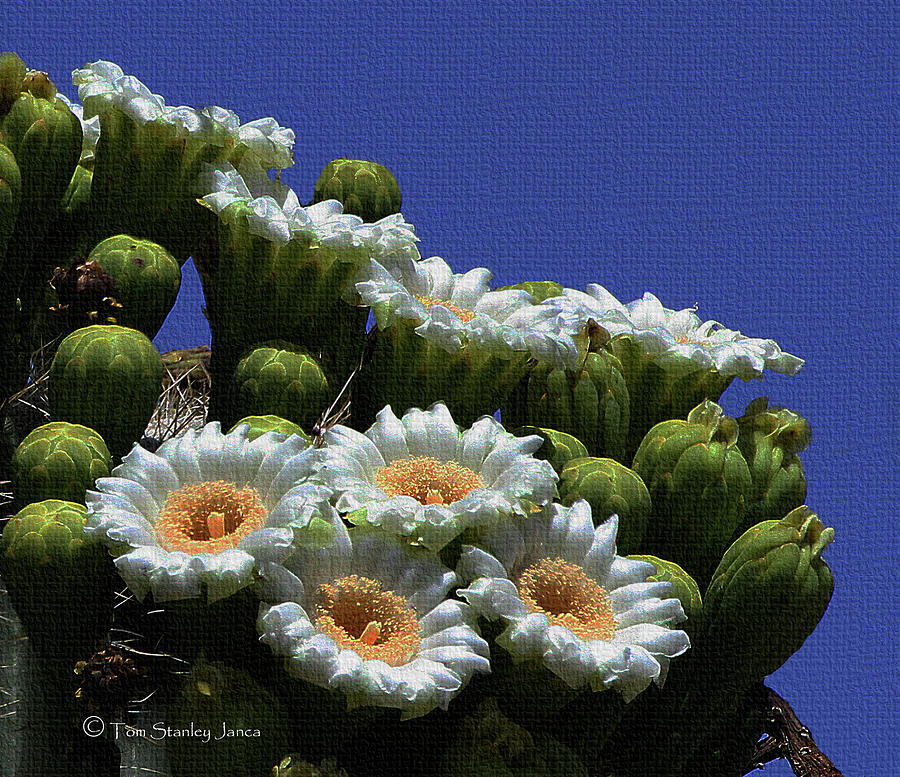 Arizona State Flowers Are Saguaros Photograph by Tom Janca