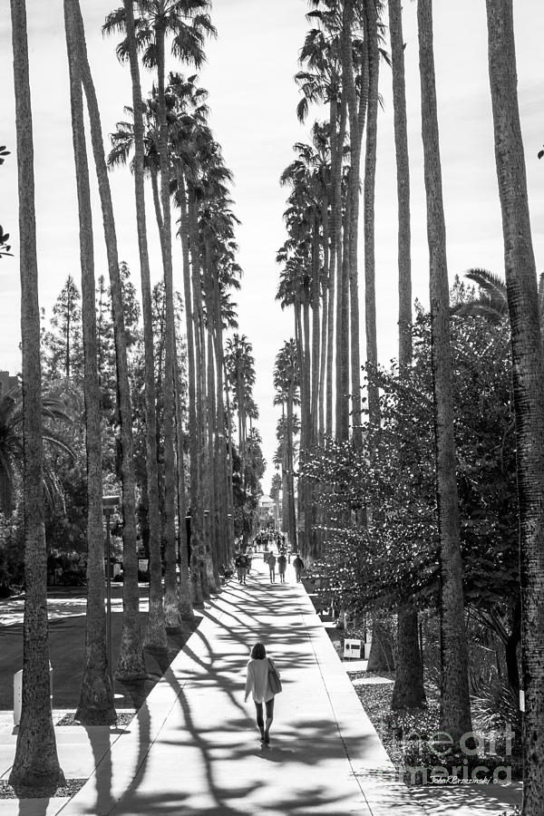Arizona State University Palm Walk Photograph by University Icons