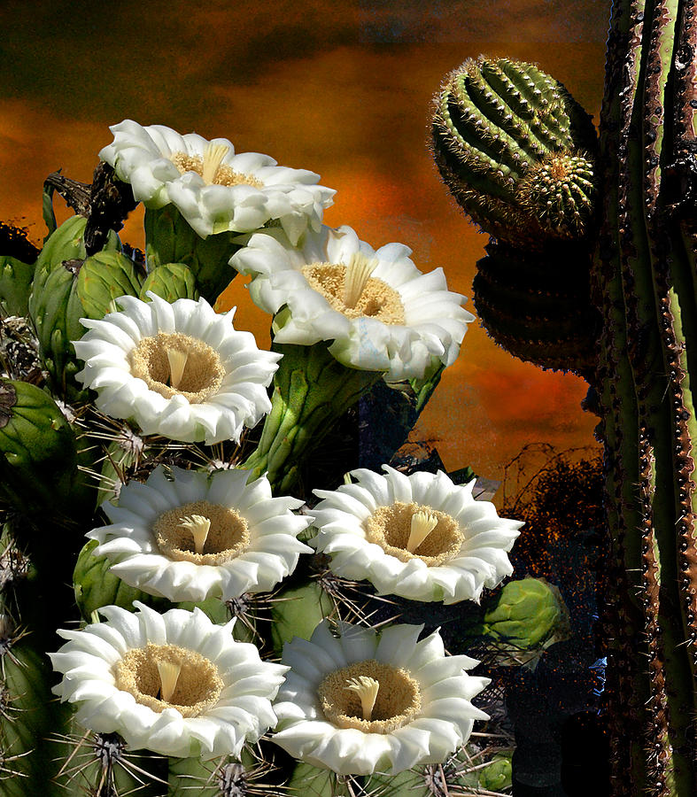 Flower Photograph - Arizona Suguaro Blooms by Ciro Verdi