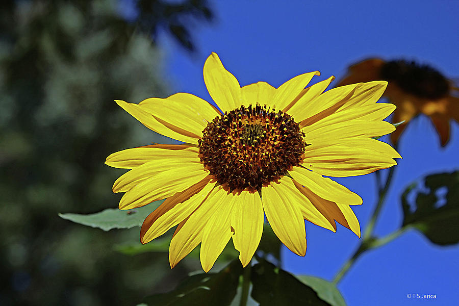 Arizona Sunflower Digital Art by Tom Janca