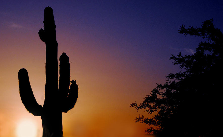 Catus Photograph - Arizona Sunset by Craig Incardone