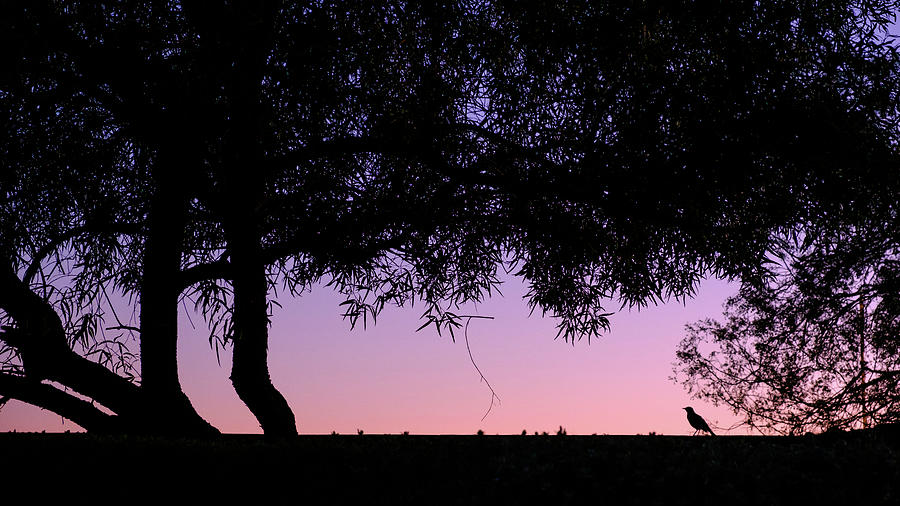 Arizona Sunset Friend Photograph by Glenn DiPaola