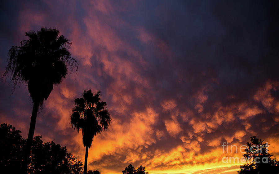 Arizona Sunset Photograph by Nick Boren