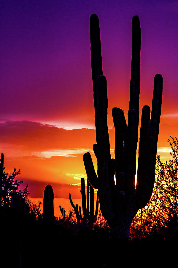 Arizona Sunsets-0 Photograph by Sherry Blandin - Fine Art America