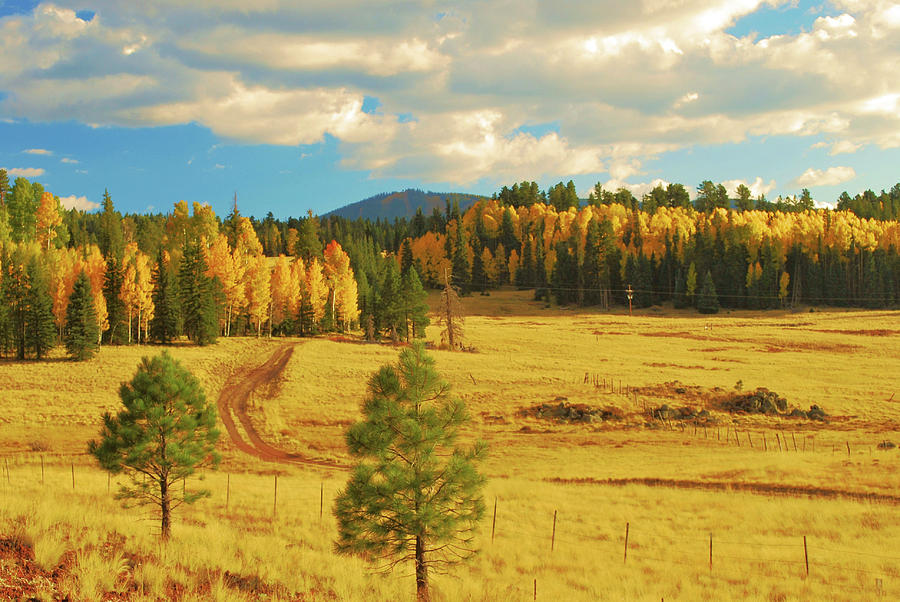 Arizona White Mountains Photograph by Nancy Jenkins - Pixels