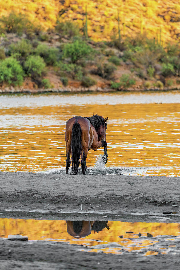 Equine Photograph - Arizona Wild Horse Playing In Water by Susan Schmitz Equine Photograph - Arizona Wild Horse Playing In Water by Susan Schmitz