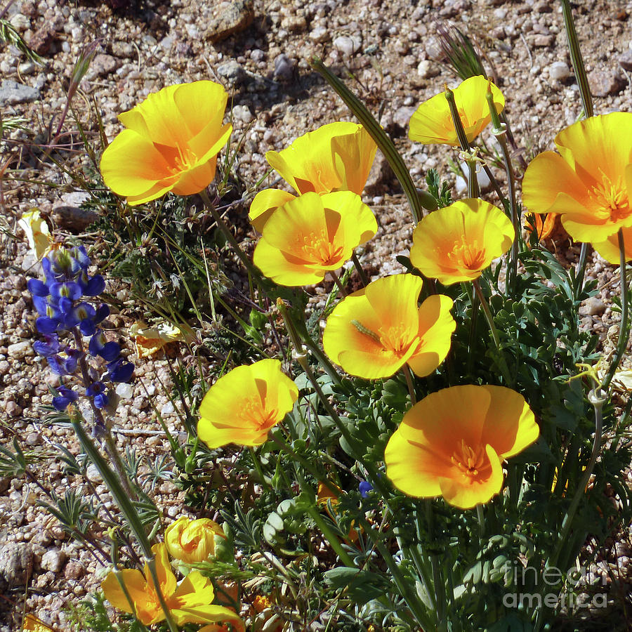 Flower Photograph - Arizona Wildflowers 2 by Two Hivelys