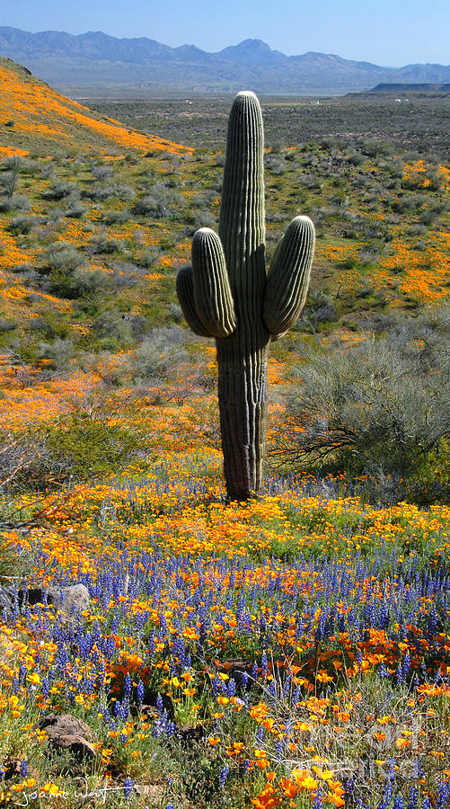 Arizona Wildflowers Photograph by Joanne West